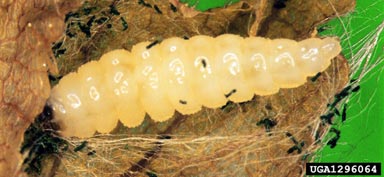 larval beech leaf-mining weevil